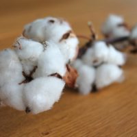 Coton bio